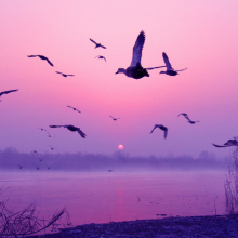 The ducks in Weishanhu wetland The ducks in Weishanhu wetland