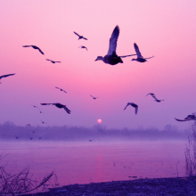 The ducks in Weishanhu wetland