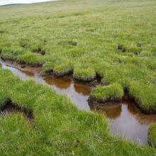 Wetland landscape of permanent freshwater marshes