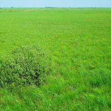 Open fen mire Zvanets