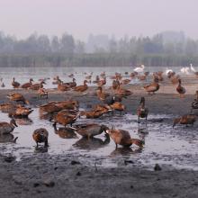 Canards sur une vasière 