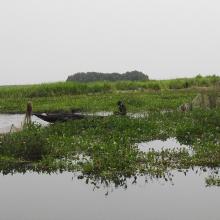 Zone du Lac Nokoue investie par la Jacinthe d'eau. On peut noter aussi sur la photo l'installation des filets pour la capture des poissons