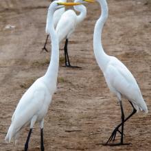 Ardea alba