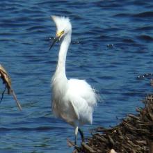 Egretta thula