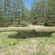 Odaira moor pond