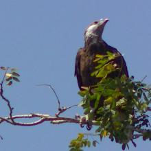 Aigle pêcheur de Madagascar : Haliaeetus vociferoides (CR)