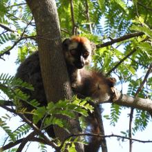 Eulemur rufus