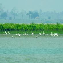 Birds and mangroves of Nanthar Island