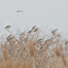 Sim Maiakiv - Black-crowned Night Heron