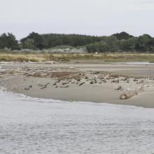 Shorebirds (bar-tailed godwits, South Island pied oystercatchers and pied stilts) roosting on Manawatū Estuary sandspit at high tide