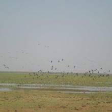 Photo 6 : Envol d'oiseaux sur le site de la mare d'Oursi