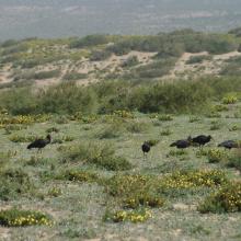 Aire de gagnage de l'Ibis chauve : steppe littorale près de Tamri