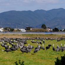 Hooded Cranes foraging in front of Mt. Yahazu, located in the northeastern part of Izumi Plain.