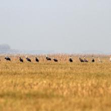 Grus monacha inhabiting in the site