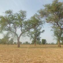 Parc agroforestier à Acacia albida, une espèce bénéficiant de mesures de protection particulière au Burkina Faso