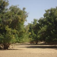 Photo 6 : îlots de végétation arborée dans le site Ramsar 