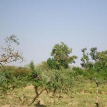Photo 3 : îlot de végétation clairsemée dans le site Ramsar