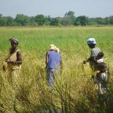 Photo 6 : Des femmes récoltant du riz aux abords du cours d'eau de la forêt galerie de Léra