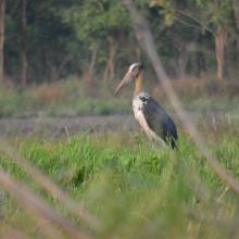 A lesser adjutant in Kabartal