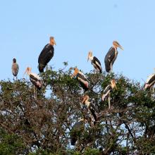 Greater Adjutant and Painted stork nest in Prek Toal Ramsar site