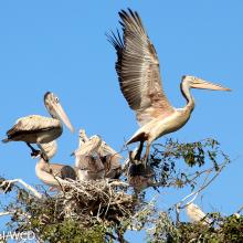 Spot-billed Pelican nest in Prek Toal Ramsar site 