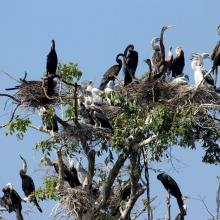 Darter nest in Prek Toal Ramsar site 