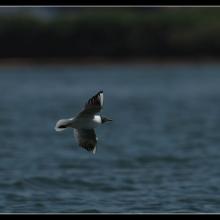 Brown-headed Gull