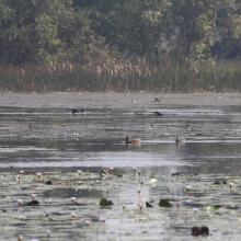 Wetland surface