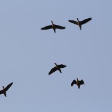 Birds above the wetland