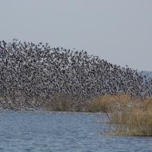 Migratory  geese.