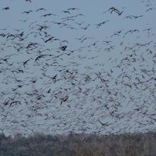 Migrating geese.