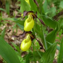 Cypripedium calceolus