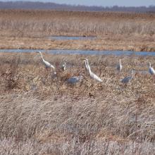 Egretta alba