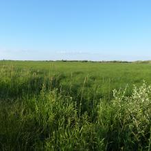 Swamp renaturalization in the key habitat of aquatic warbler