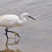 Aigrette