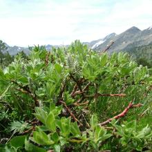 Salix lapponum ceretana
