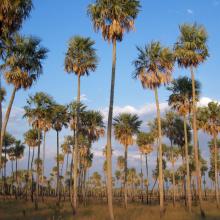 Sabana con palmar