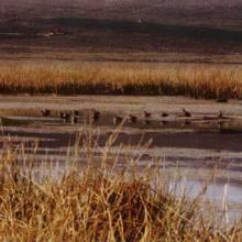 Patos altoandinos del Lago de Junín