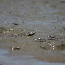 Great Blue-spotted Mudskipper