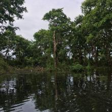 Seasonally flooded freshwater swamp forest in Stung Sen Ramsar Site 