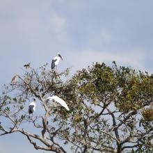 Waterbirds staying on the canopy at Stung Sen Ramsar Site