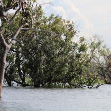 Seasonally flooded freshwater swamp forest in Stung Sen Ramsar Site during raining season