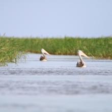 spot-billed pelocan (Pelecanus philippensis) at Stung Sen Ramsar Site