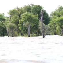 Seasonally flooded freshwater swamp forest in Stung Sen Ramsar Site during raining season