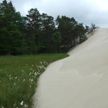 Peatbog buried by dune