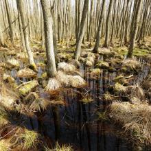 Alder forest