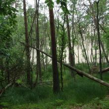 Alder forest buried by dune