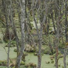 Wet forest