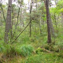 bog woodland