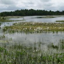 Peatland regenerating after peat extraction